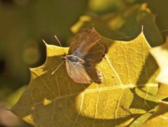 Catopyrops florinda