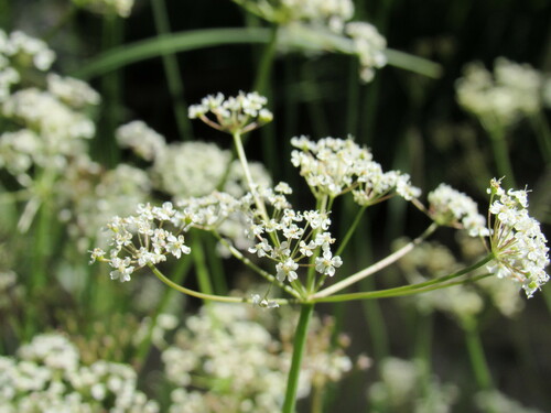 Image of Oxypolis fendleri by (c) Anders Hastings, some rights reserved (CC BY)