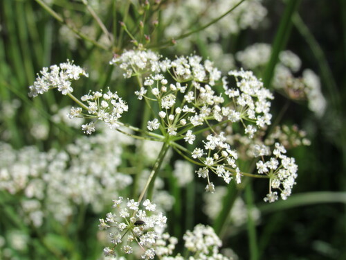 Image of Oxypolis fendleri by (c) Anders Hastings, some rights reserved (CC BY)