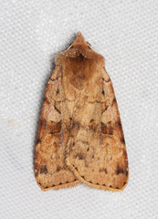 Diarsia esurialis