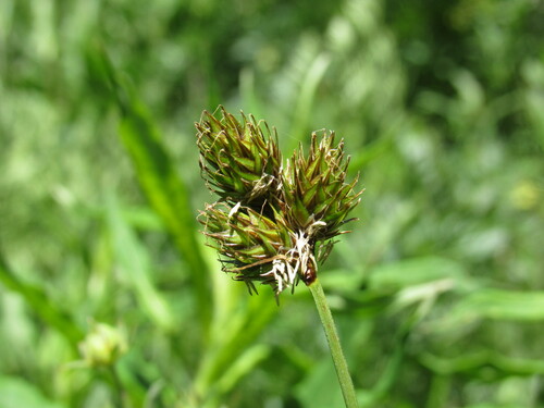 Image of Carex egglestonii by (c) Anders Hastings, some rights reserved (CC BY)