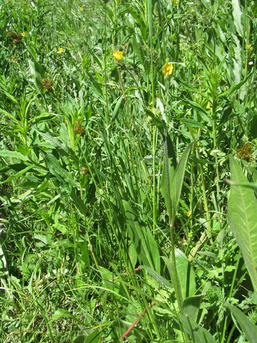 Image of Carex egglestonii by (c) Anders Hastings, some rights reserved (CC BY)