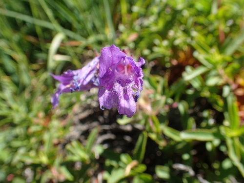 Image of Cardwell's Beardtongue (Penstemon cardwellii) by (c) Lindsey K. Wise, some rights reserved (CC BY)