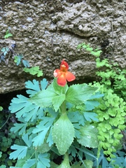 Erythranthe verbenacea