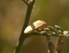 Piezodorus oceanicus