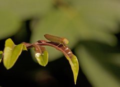 Austroagalloides