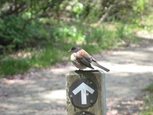 Junco hyemalis