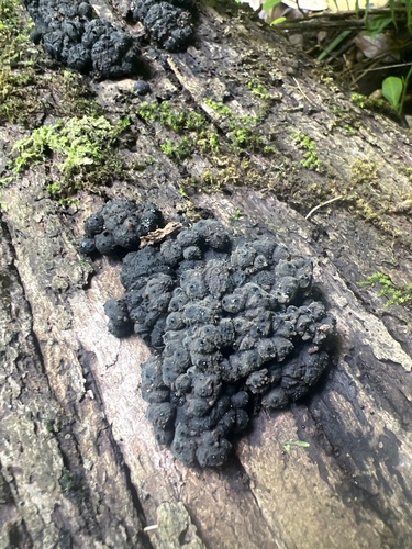 Annulohypoxylon observed 2024-07-06