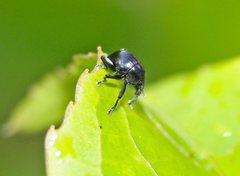 Trigonopterus