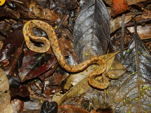 Photo of a Brazilian Dwarf Boa (Tropidophis paucisquamis)