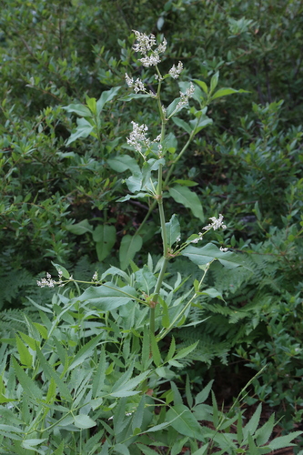 Image of Koenigia phytolaccifolia by (c) Reid Hardin, some rights reserved (CC BY)