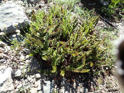 Image of Lemmon's Holly Fern (Polystichum lemmonii) by (c) John Brew, some rights reserved (CC BY)