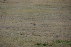 Theristicus branickii