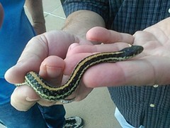 Thamnophis sirtalis annectens