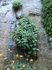 Erythranthe verbenacea