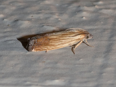 Eucosma umbrastriana