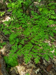 Ligusticum californicum