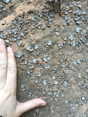 Dermatocarpon muhlenbergii