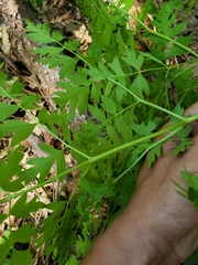 Ligusticum californicum