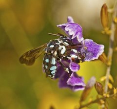 Thyreus caeruleopunctatus