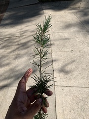 Pinus canariensis