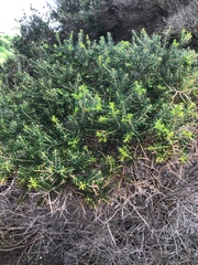 Melaleuca lanceolata