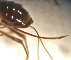 Barycnellus globosus