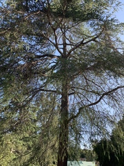Pinus canariensis