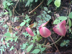 Adiantum macrophyllum
