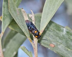 Lophyrotoma interrupta