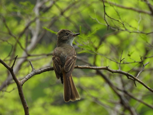 Flammulated Flycatcher (Ramphotrigon flammulatum), photo 10