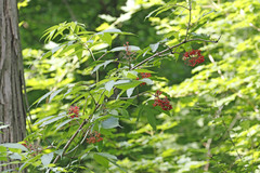 Sambucus racemosa racemosa