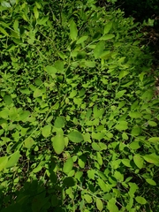Vaccinium shastense nevadense