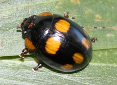 Paropsisterna sexpustulata