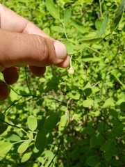 Vaccinium shastense nevadense