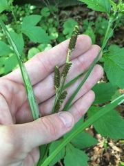 Carex shortiana