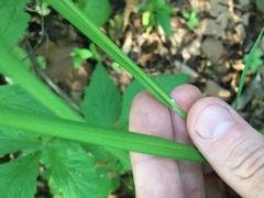 Carex shortiana