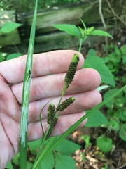 Carex shortiana
