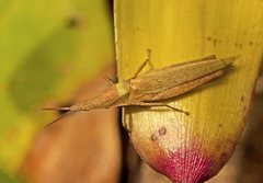 Atractomorpha australis