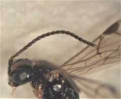 Barycnellus globosus