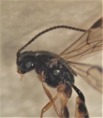 Barycnellus globosus