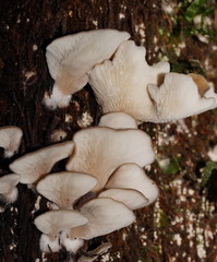 Pleurotus australis