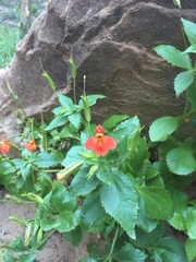 Erythranthe verbenacea