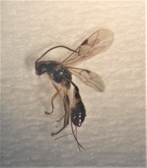 Barycnellus globosus