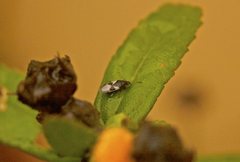 Oxycarenus luctuosus