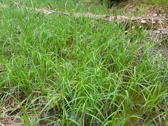 Carex lacustris