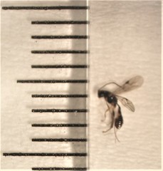 Barycnellus globosus