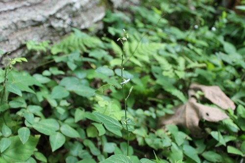 Image of Hylodesmum pauciflorum by (c) Dominic, some rights reserved (CC BY)