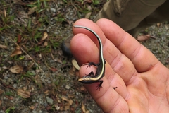 Pholidobolus vertebralis