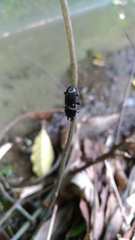 Figulus binodulus
